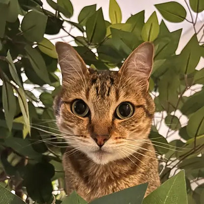 Benjamina 1.60m Luxury Cat Tree – Decorative Indoor Plant Cat Furniture